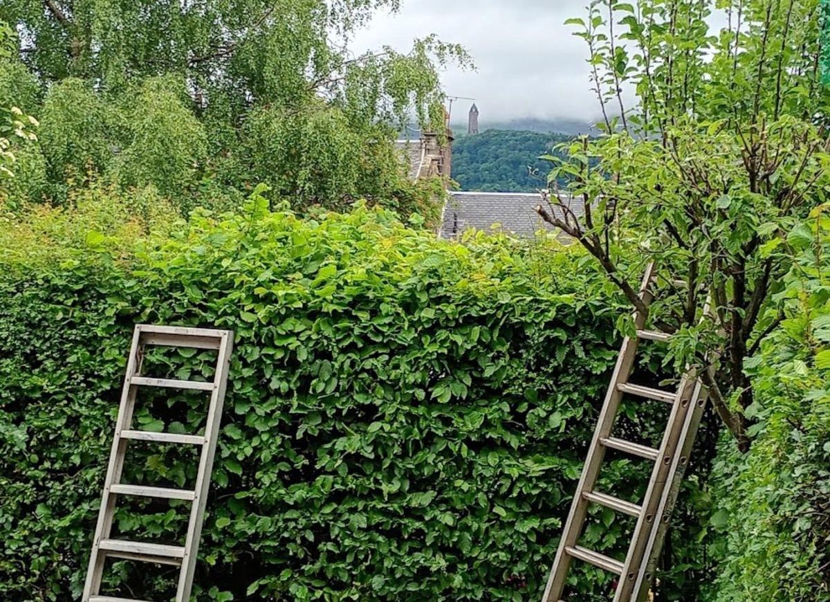Beech hedge trimming as part of regular garden maintenance