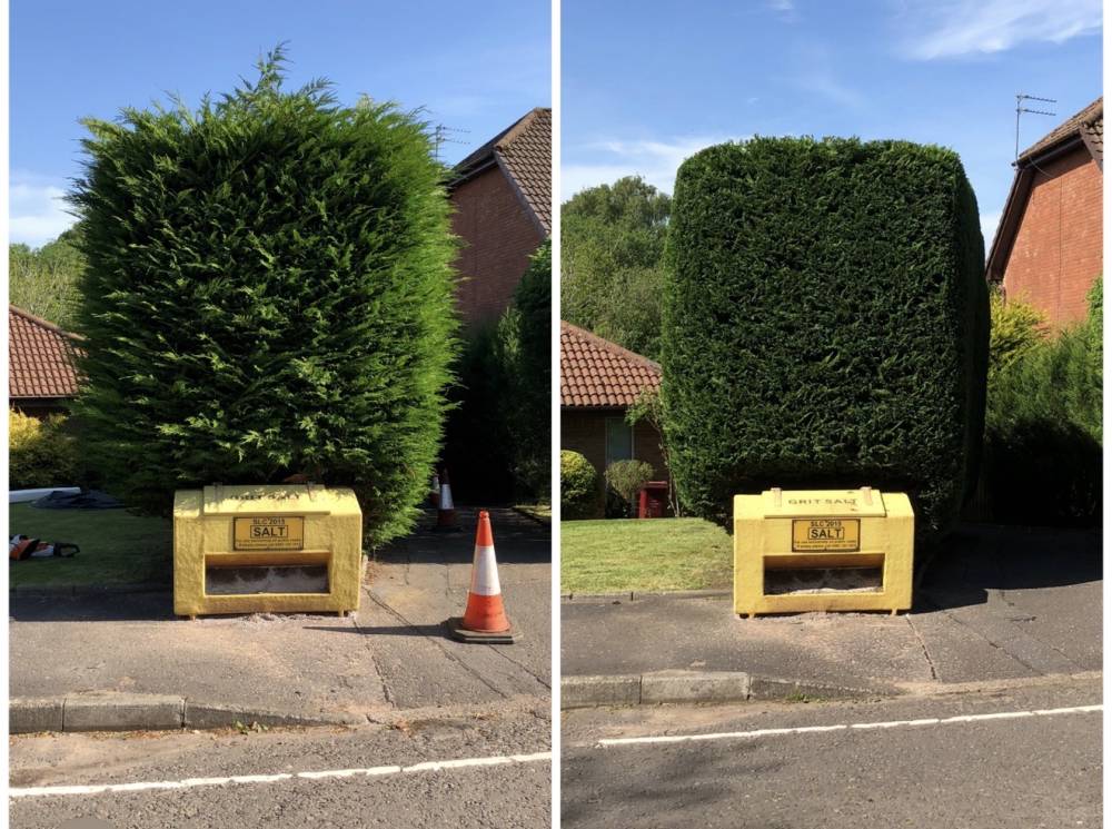 Conifer hedge trimming before and after comparison