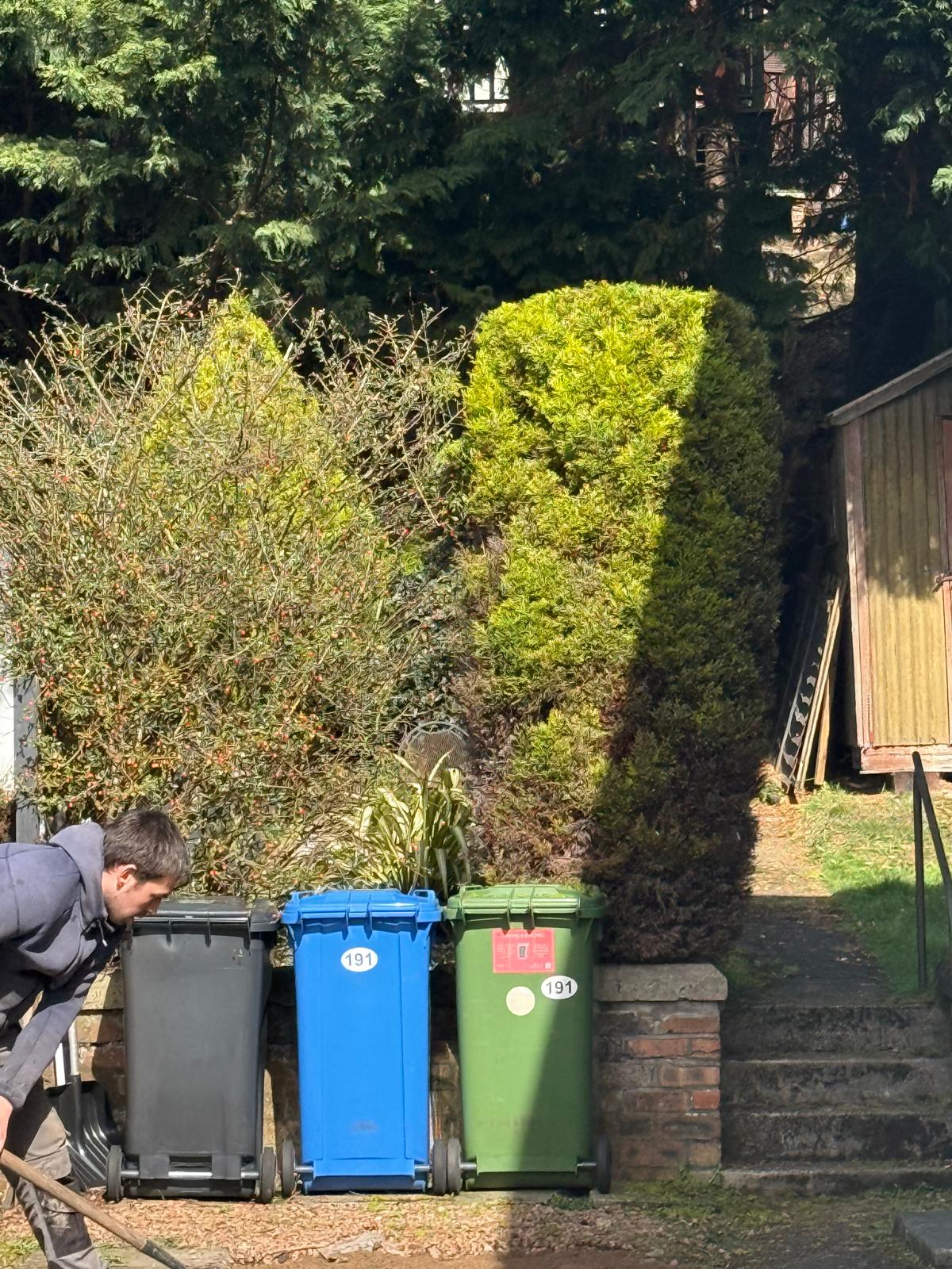Garden clearance work around hedge and bin area