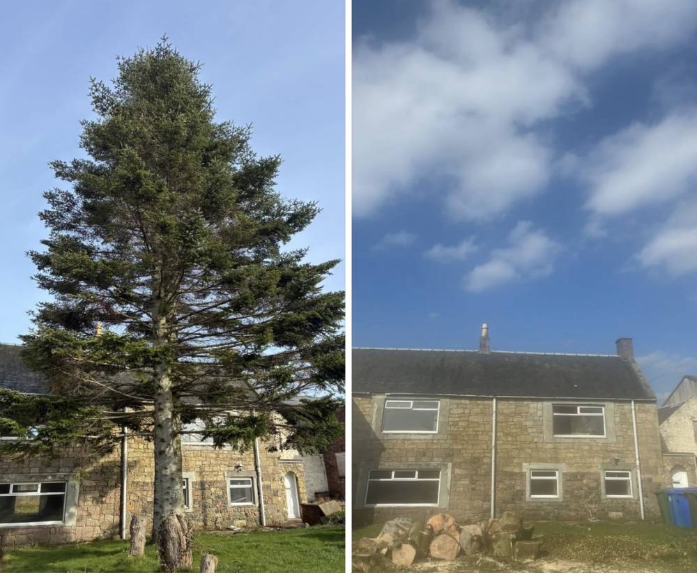 Large conifer tree felling before and after by Forth Tree Garden Landscaping