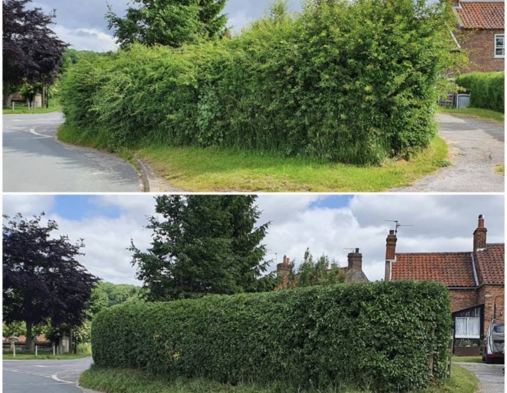 Overgrown hedge trimming before and after