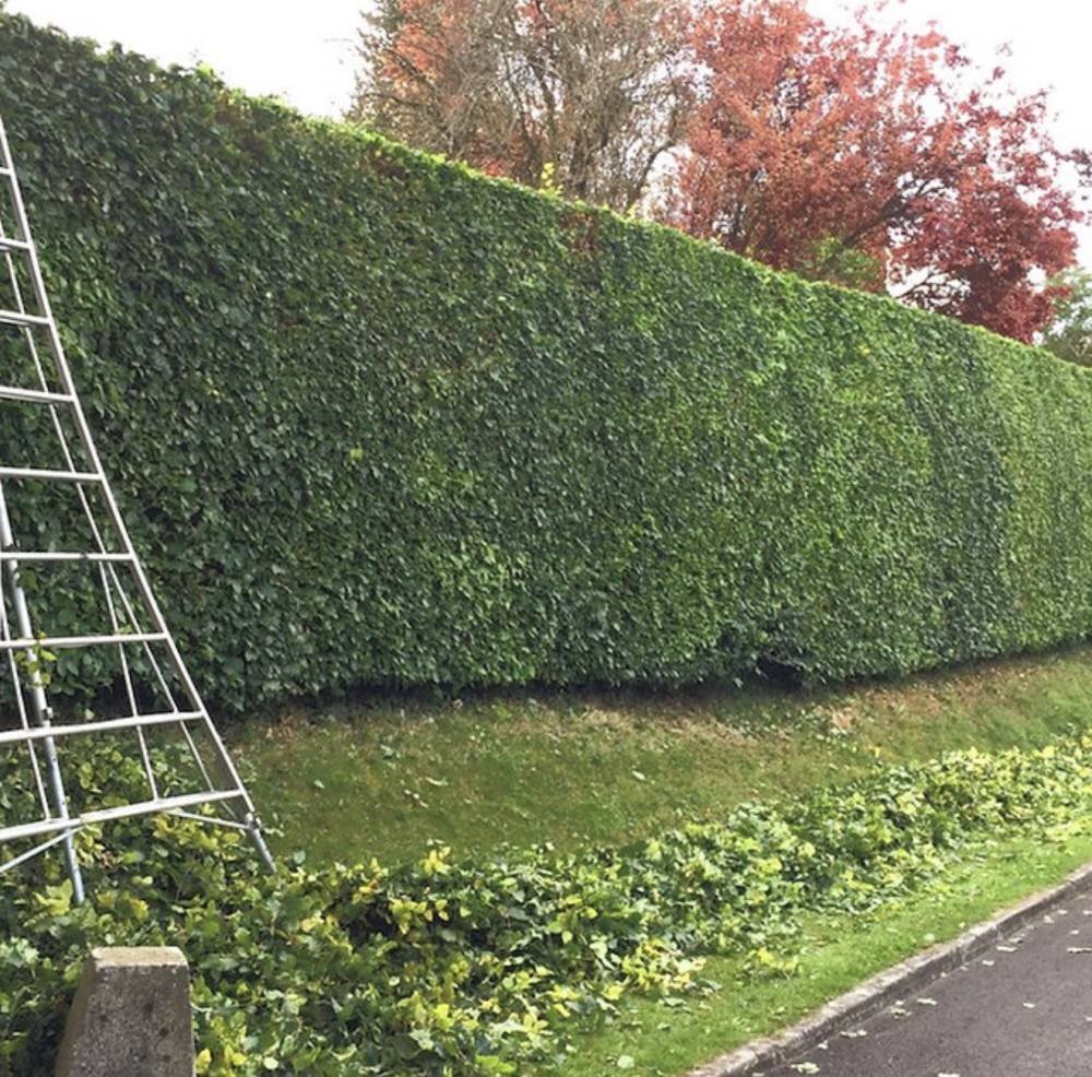 Tall hedge trimming with ladder in autumn garden