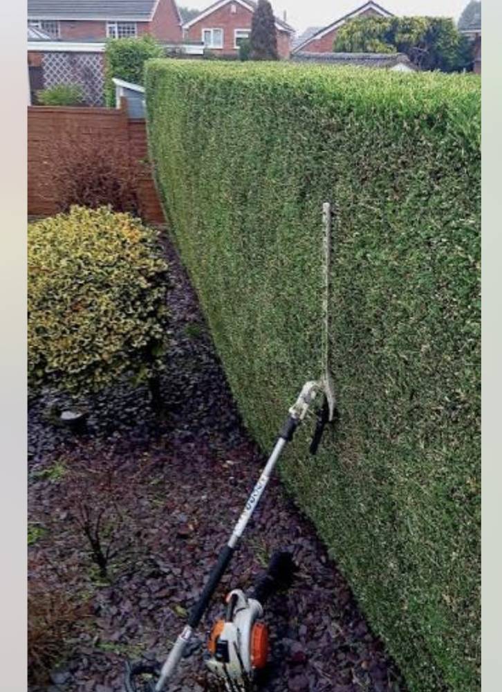 Tall hedge trimming with professional Stihl hedge trimmer