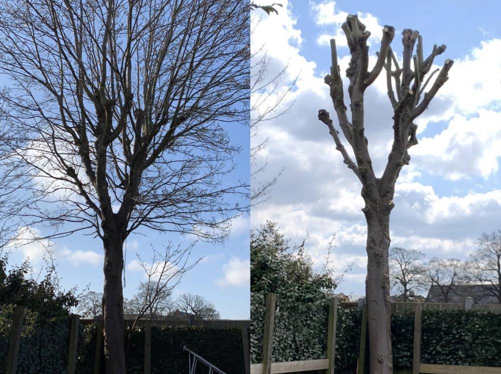Tree crown reduction before and after showing clean shape