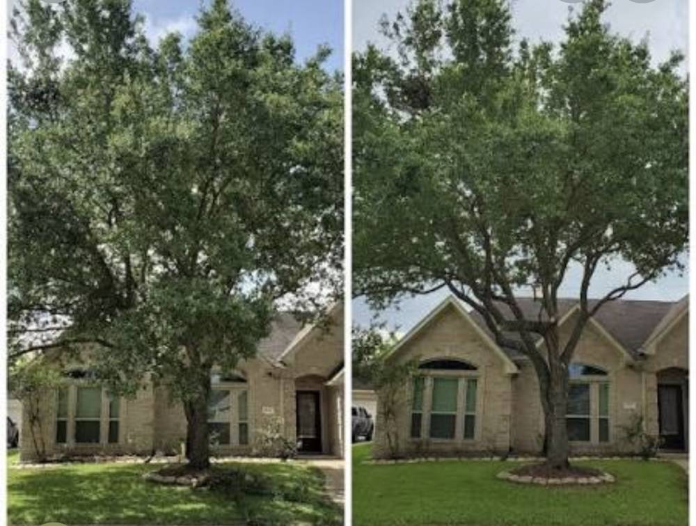 Tree crown reduction before and after showing thinned canopy